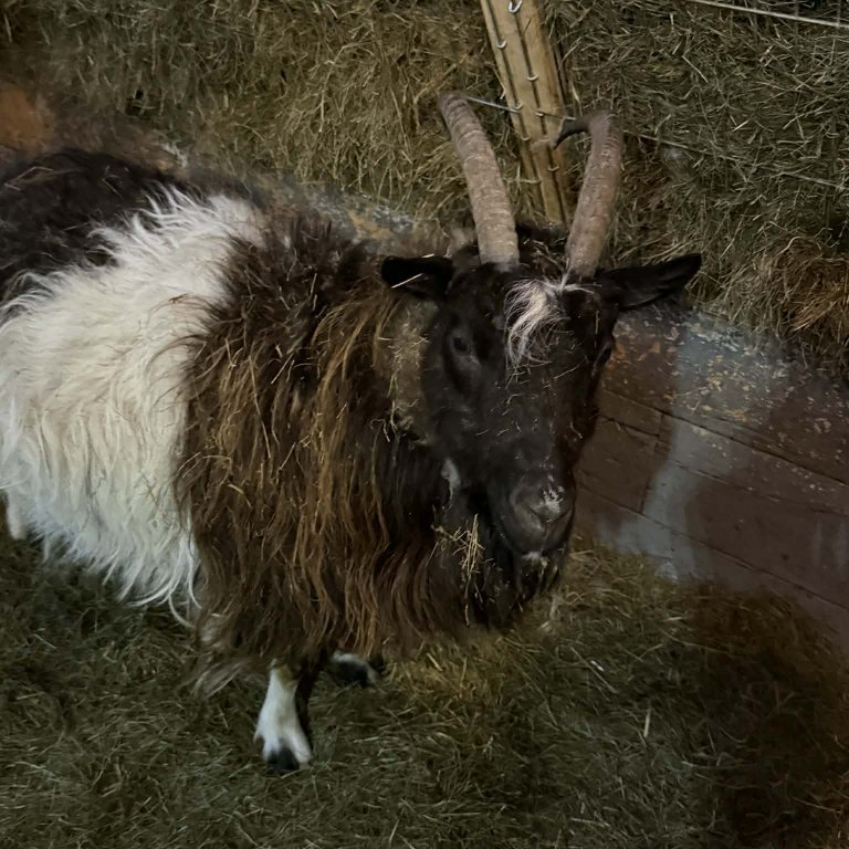 6f3c95e3-55aa-4a85-9876-3baa8c0ca5d6