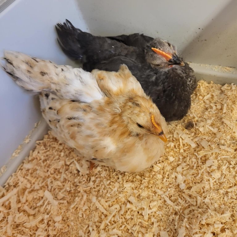 32a21a04-0596-49d9-ae0b-4094f33705de