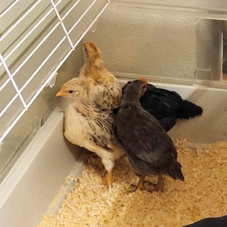 e2ae7c62-70ed-4c91-9f47-c3c56a4d91b9