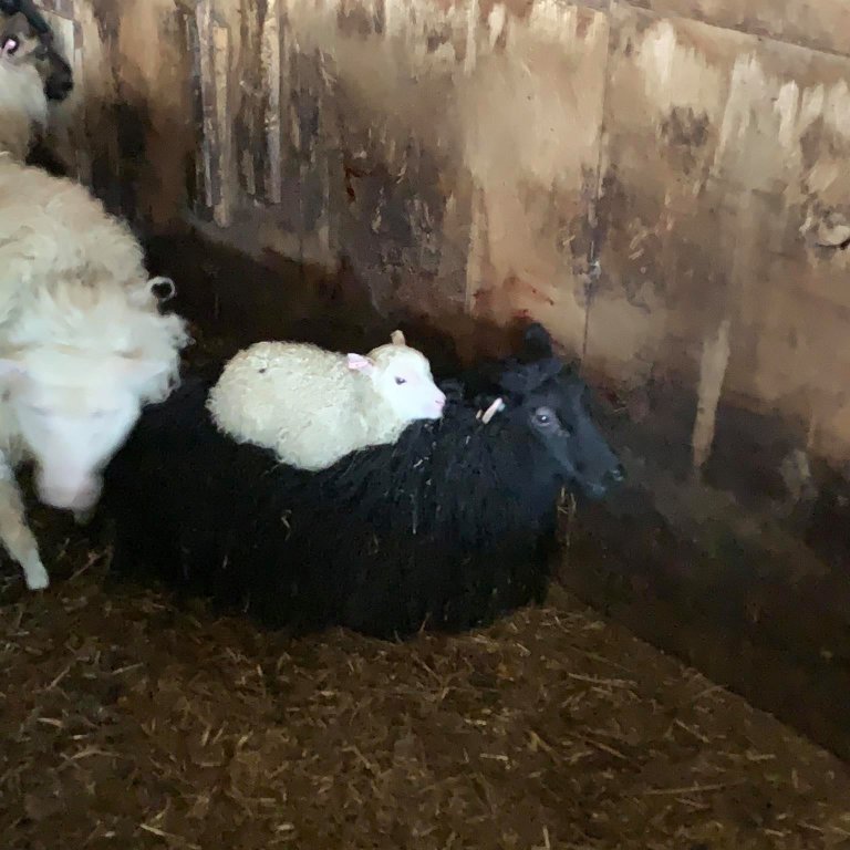 185890838_476440710133037_134869775117368613_n