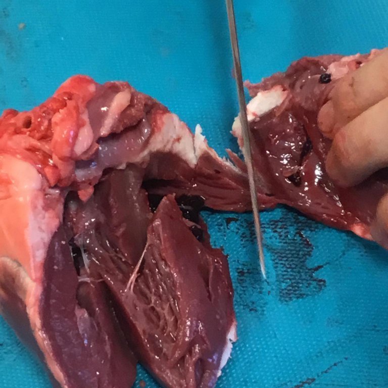 245284966_379169163923260_3364742852229070277_n