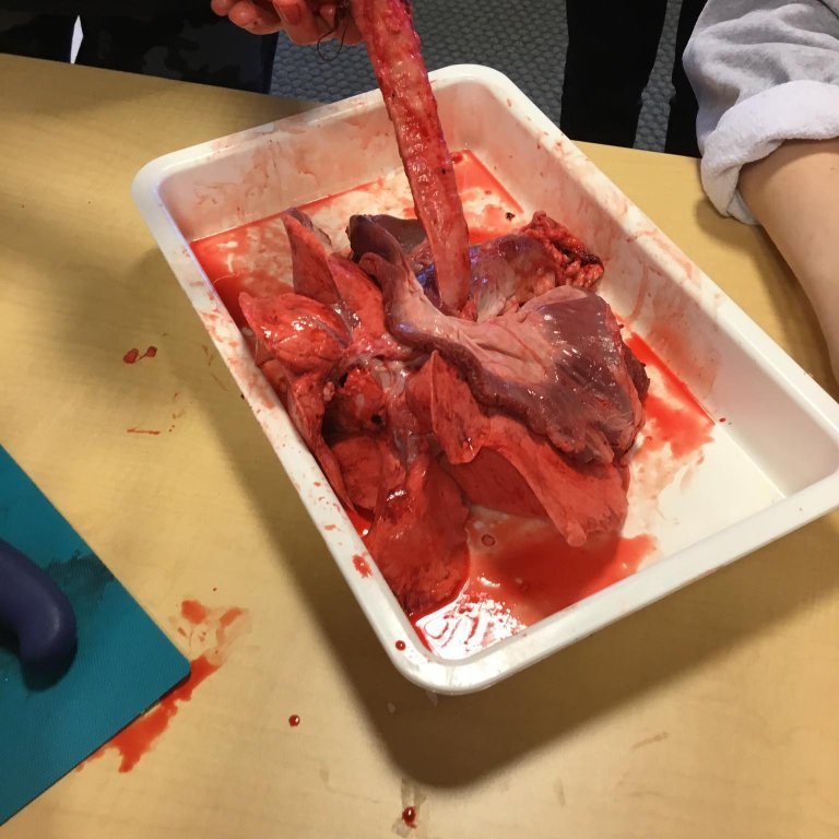 245347119_455567259216514_4447195244962476550_n