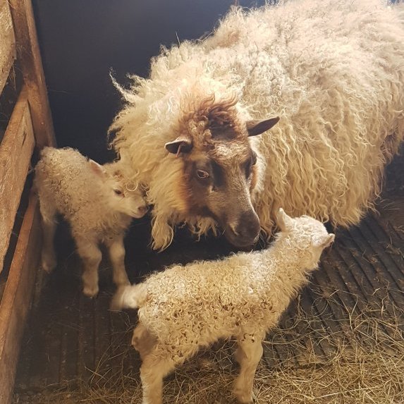 187454938_299541445138062_3987123058546267547_n