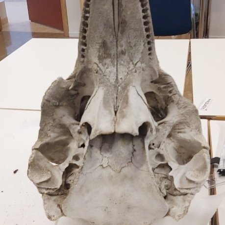 153200616_3693439764105544_8290939464697642607_n