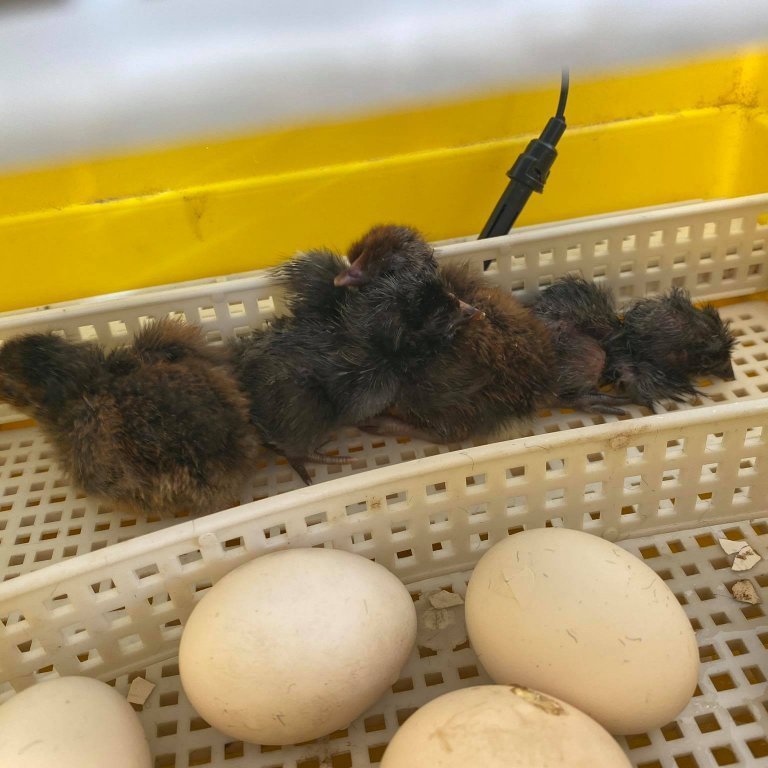 158632024_159300342698501_2157104793170554271_n