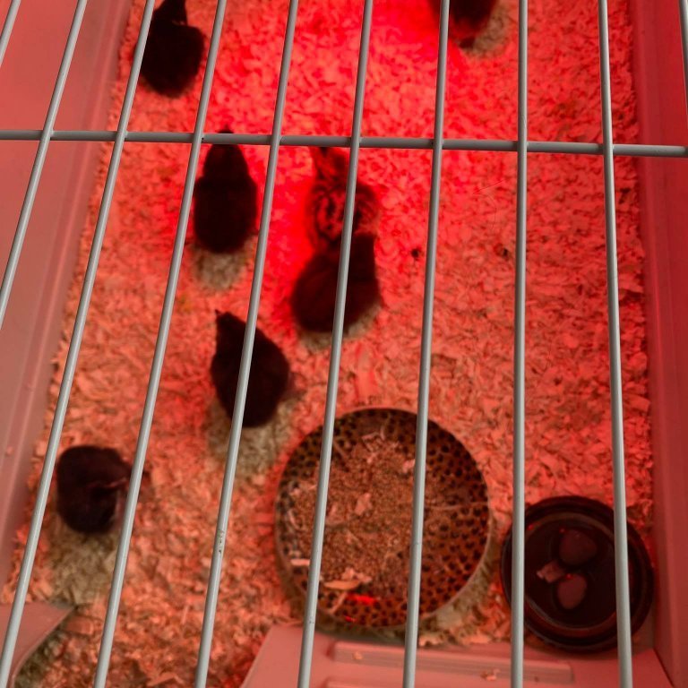 159630250_915086412579952_4313484023828073860_n-1