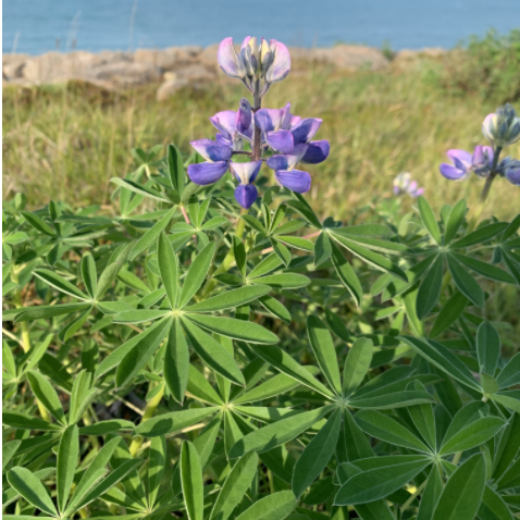 screen-shot-2021-09-17-at-132327-copy