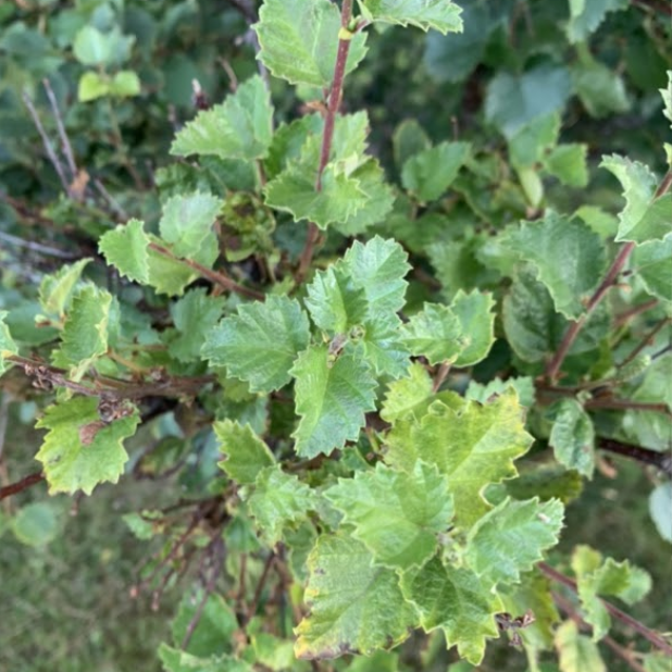 screen-shot-2021-09-17-at-132430-copy