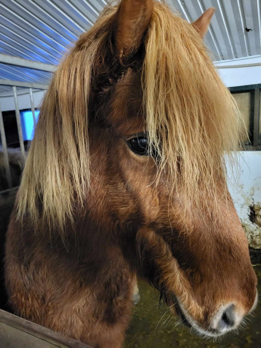 Heimsókn í hesthús