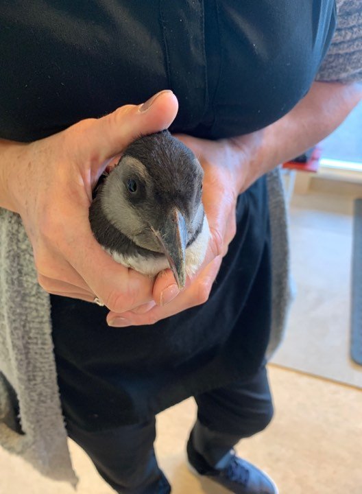 Lundapysja í skólaheimsókn