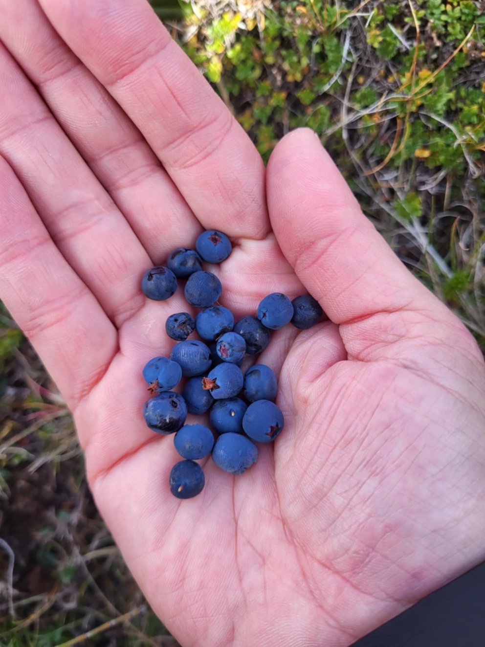 Hjólaferð og berjamór