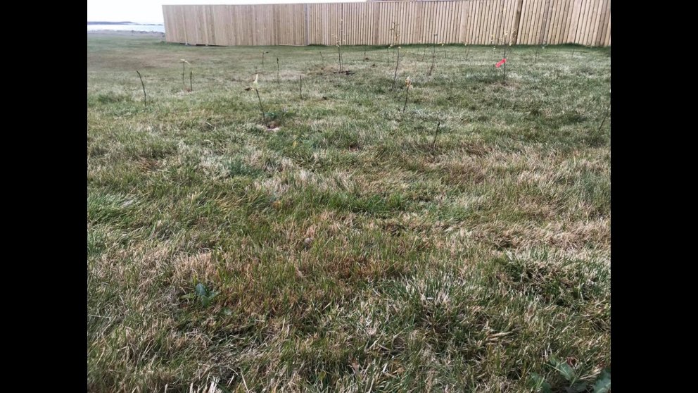 Gróðursetning á þemadögum