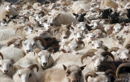 Myndin er fengin af https://www.huni.is/index.php?pid=32&cid=20417