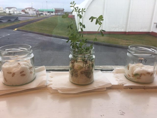 Föstudagskveðja frá unglingastigi