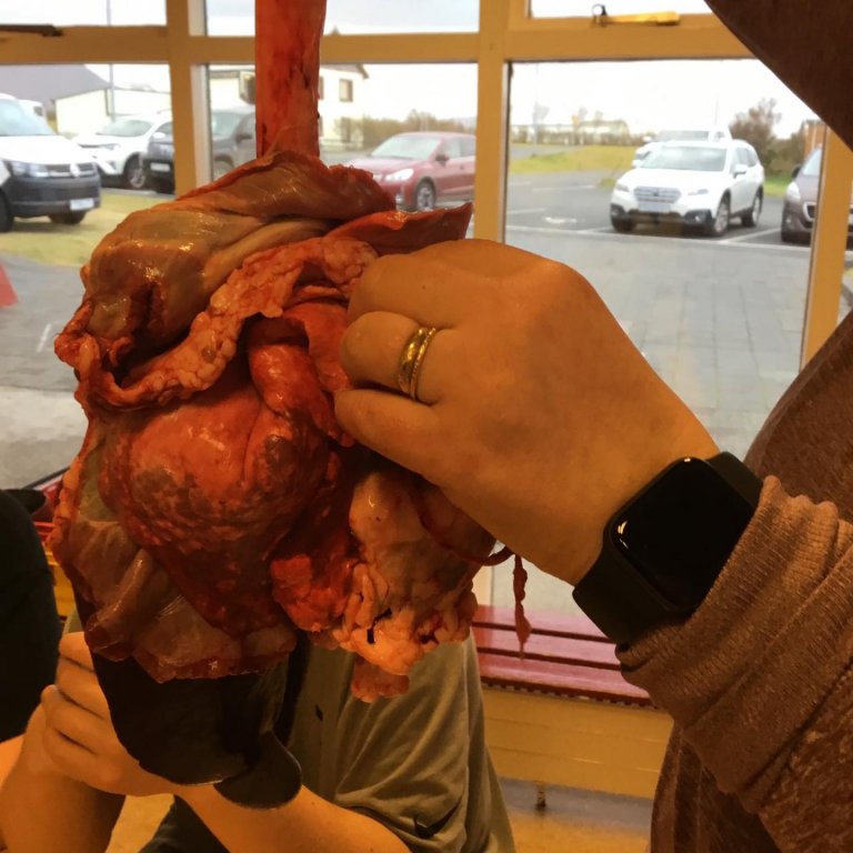 Líffærafræði á unglingastig