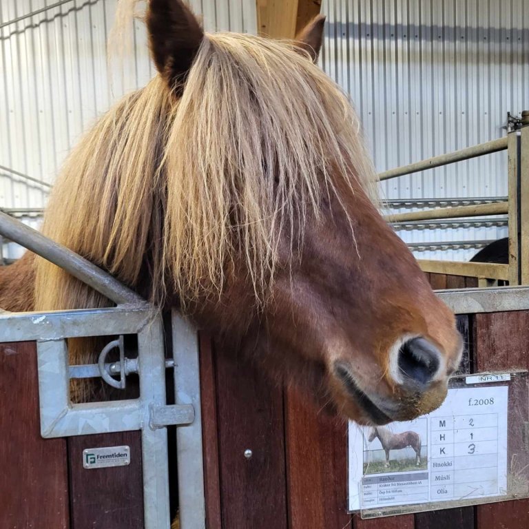 Heimsókn að Hólum í Hjaltadal