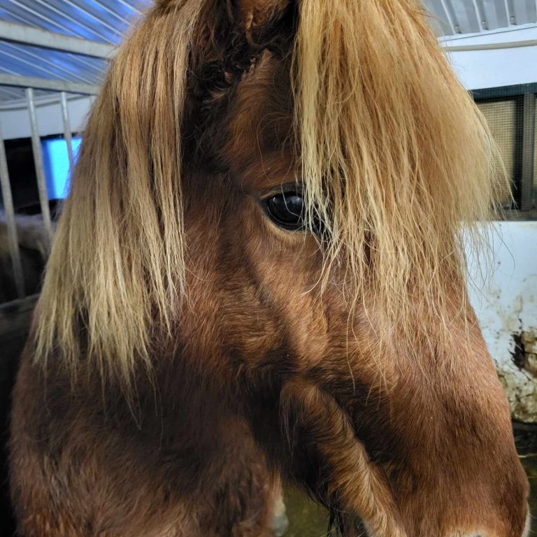 Heimsókn í hesthús