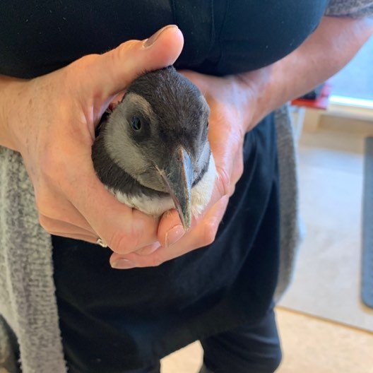 Lundapysja í skólaheimsókn