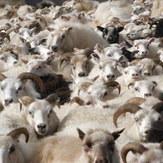 Myndin er fengin af https://www.huni.is/index.php?pid=32&cid=20417