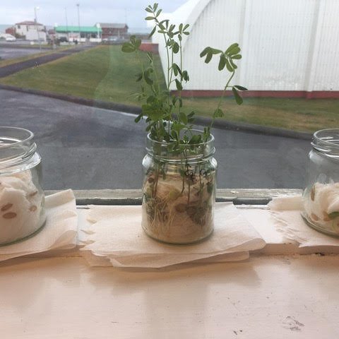 Föstudagskveðja frá unglingastigi